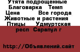 Утята подрощенные “Благоварка“,“Темп“ › Цена ­ 100 - Все города Животные и растения » Птицы   . Удмуртская респ.,Сарапул г.